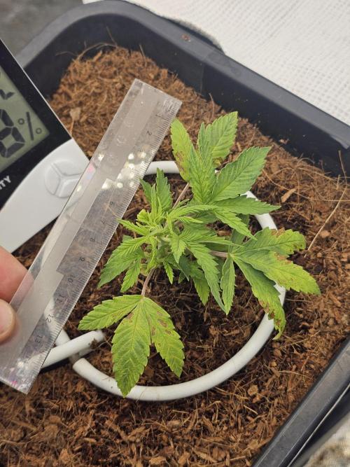 First Diary. Week 4 - Thursday