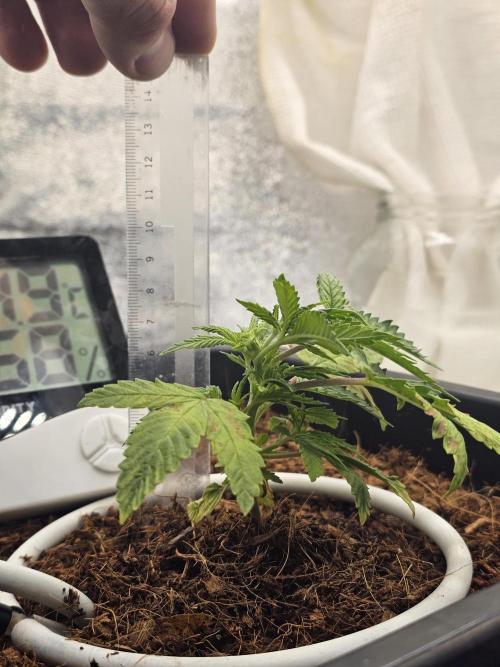 First Diary. Week 4 - Thursday