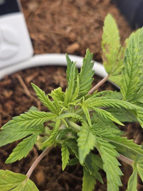 First Diary. Week 4 - Thursday
Gotta love the smell of young plants!