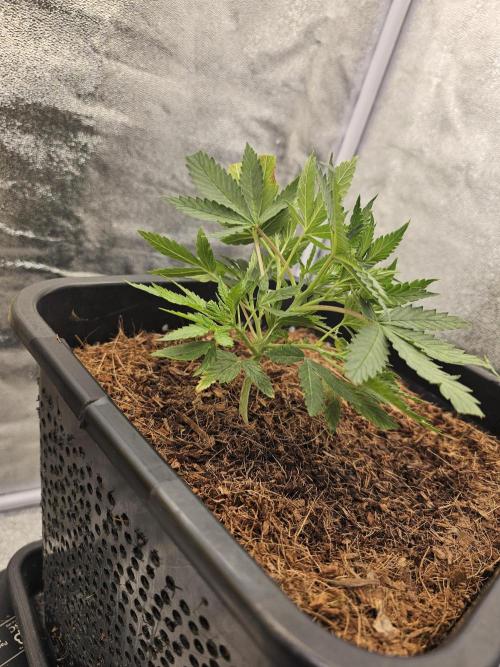 First Diary. Week 5 - Tuesday - before topping.