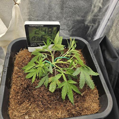 First Diary. Week 5 - Wednesday 