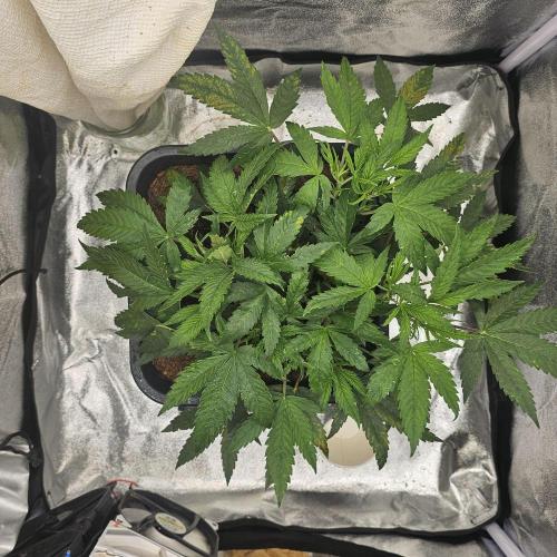 First Diary. Week 7 - Sunday