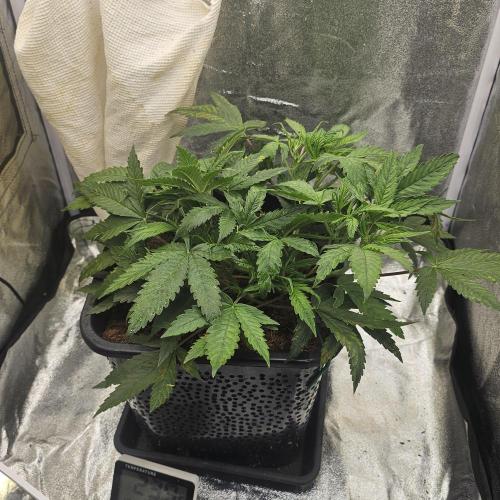 First Diary. Week 7 - Sunday