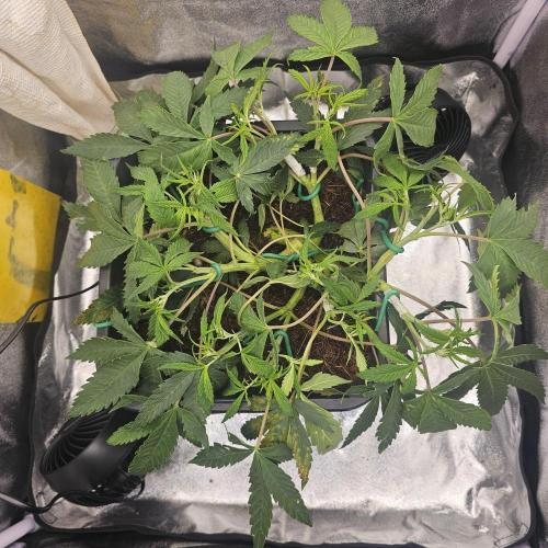 Tiny tent - SCROG & Main-Folding. Week 7 - Wednesday 