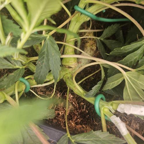 Tiny tent - SCROG & Main-Folding. Week 7 - Major injury - hopefully will heal