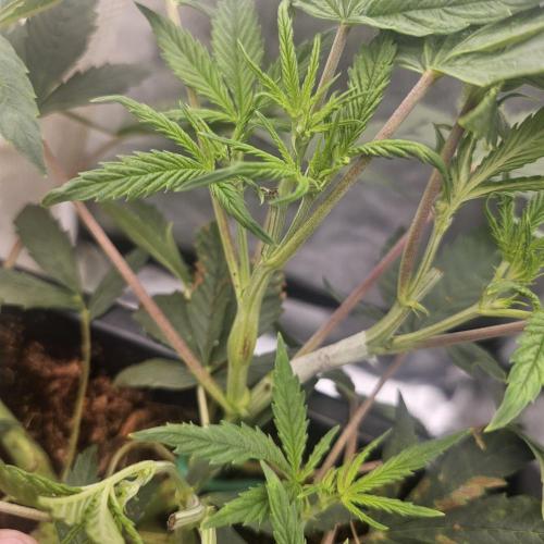 Tiny tent - SCROG & Main-Folding. Week 7 - Injury