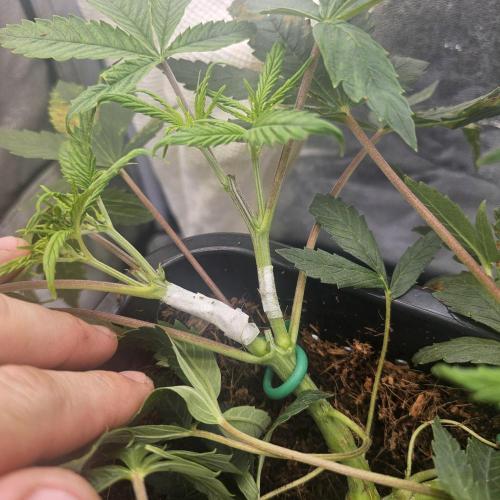 Tiny tent - SCROG & Main-Folding. Week 7 - Injury 