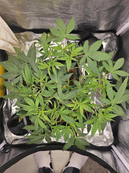 Tiny tent - SCROG & Main-Folding. Week 7 - Friday - she is a fighter! Look how well she recovers her strength! 
