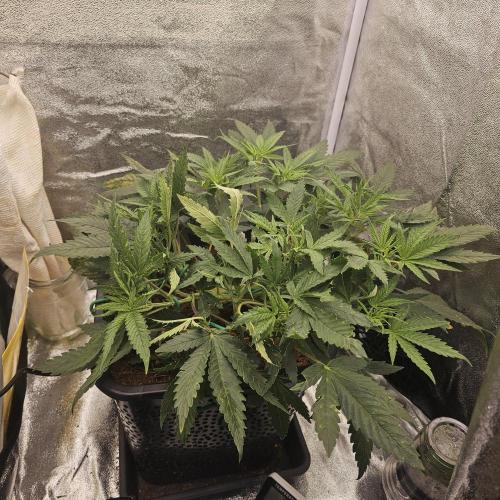 Tiny tent - SCROG & Main-Folding. Week 8 - Monday