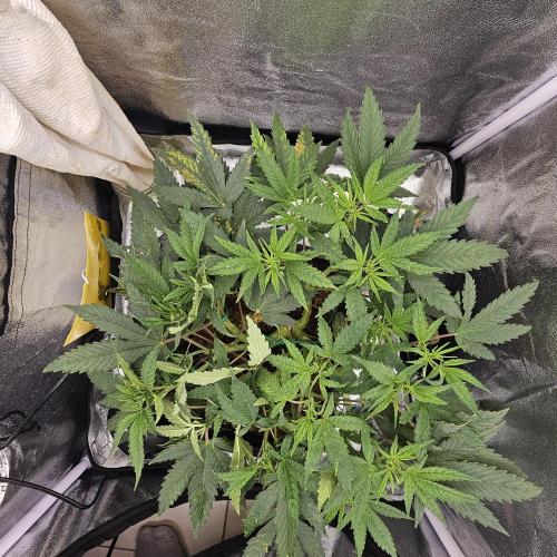 Tiny tent - SCROG & Main-Folding. Week 8 - Monday