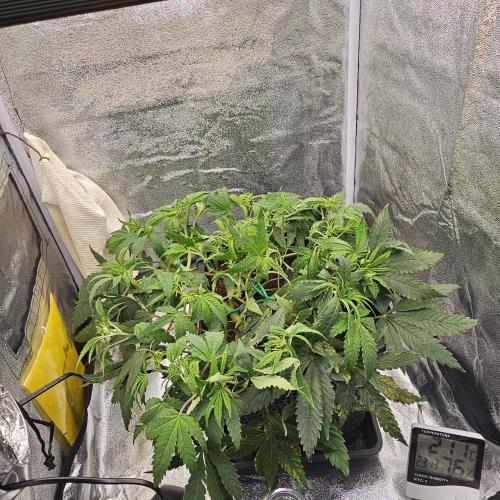 Tiny tent - SCROG & Main-Folding. Week 8 - Thursday 