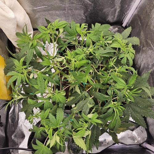 Tiny tent - SCROG & Main-Folding. Week 8 - Thursday