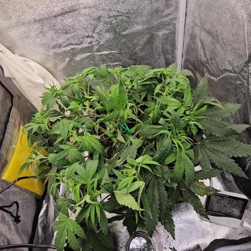 Tiny tent - SCROG & Main-Folding
