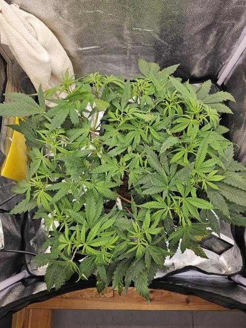Tiny tent - SCROG & Main-Folding. Week 8 - Saturday 