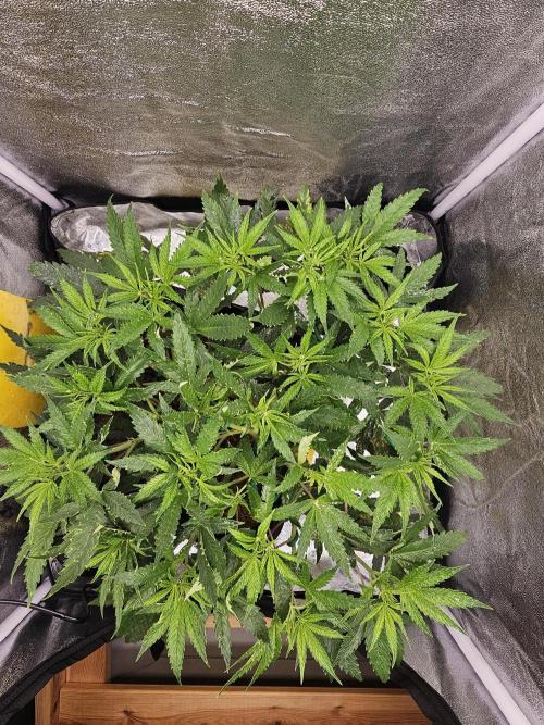 Tiny tent - SCROG & Main-Folding. Week 9 - Sunday