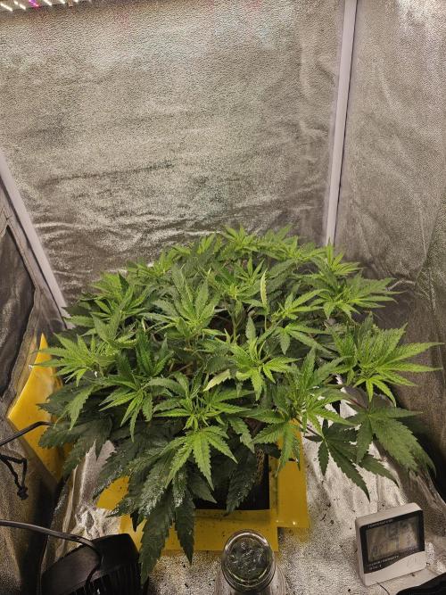 Tiny tent - SCROG & Main-Folding. Week 9 - Sunday