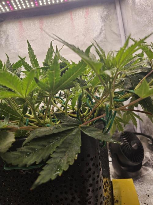3x60w lm301h lamps + 150w meanwell dimmable driver. Week 9