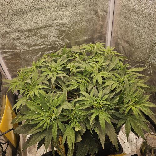 Tiny tent - SCROG & Main-Folding. Week 9 - Friday - before going to 12 12
