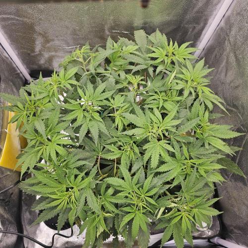 3x60w lm301h lamps + 150w meanwell dimmable driver. Week 9