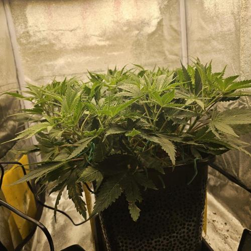 Tiny tent - SCROG & Main-Folding. Week 10 - Monday