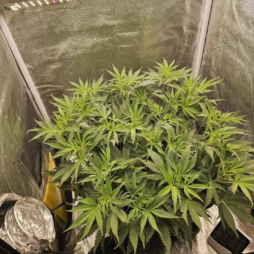 Tiny tent - SCROG & Main-Folding. Week 10 - Monday