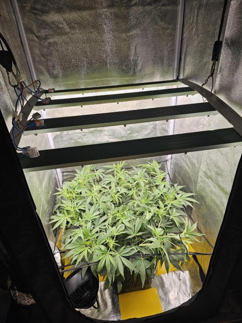 Tiny tent - SCROG & Main-Folding. Week 10 - Thursday - upgraded to 240w
