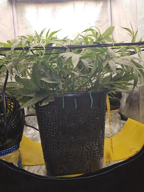 Tiny tent - SCROG & Main-Folding. Week 10 - Thursday