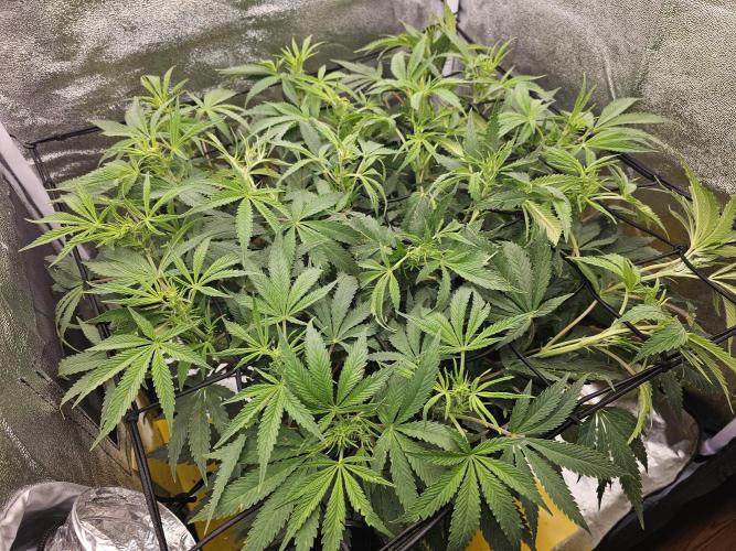 Tiny tent - SCROG & Main-Folding. Week 10 - Thursday