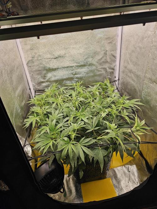 3x60w lm301h lamps + 150w meanwell dimmable driver. Week 10