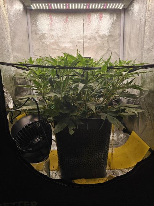 Tiny tent - SCROG & Main-Folding. Week 10 - Saturday