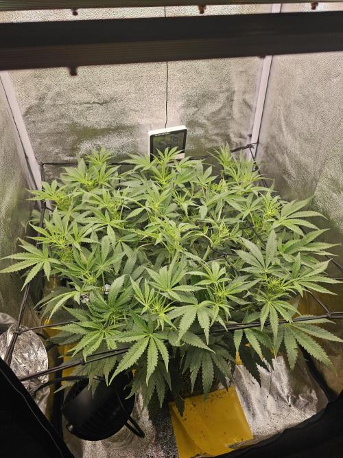3x60w lm301h lamps + 150w meanwell dimmable driver. Week 10