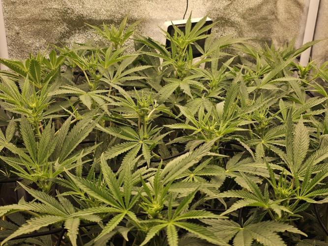 Tiny tent - SCROG & Main-Folding. Week 11 - Monday 