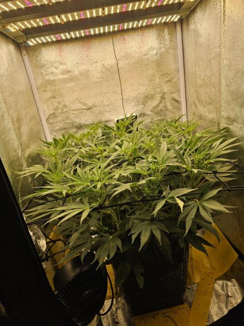 3x60w lm301h lamps + 150w meanwell dimmable driver. Week 11