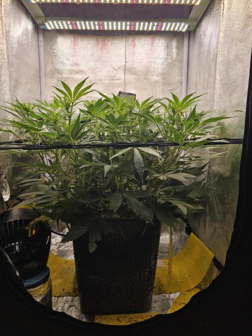 Tiny tent - SCROG & Main-Folding. Week 11 - Wednesday 