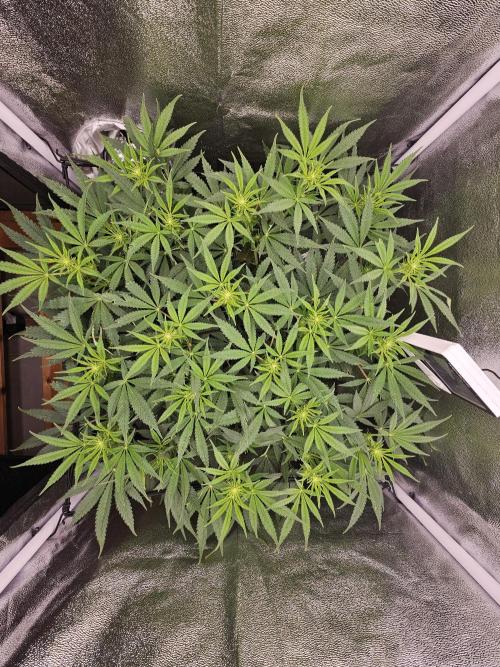 Tiny tent - SCROG & Main-Folding. Week 11 - Wednesday