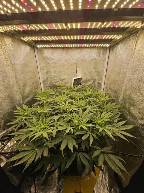 Tiny tent - SCROG & Main-Folding. Week 11 - Wednesday