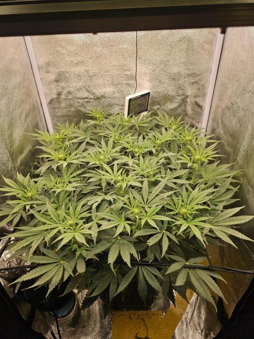3x60w lm301h lamps + 150w meanwell dimmable driver. Week 11