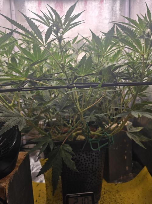 Tiny tent - SCROG & Main-Folding. Week 11 - Saturday