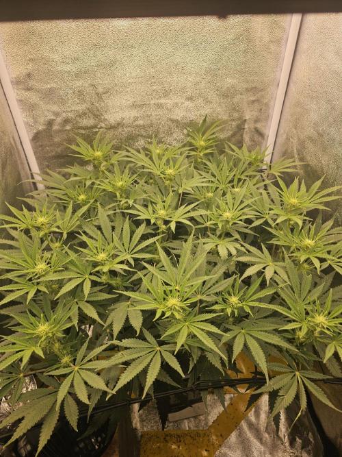 3x60w lm301h lamps + 150w meanwell dimmable driver. Week 11
