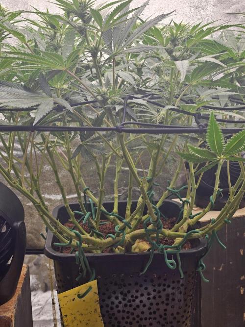 Tiny tent - SCROG & Main-Folding. Week 12 - Monday
