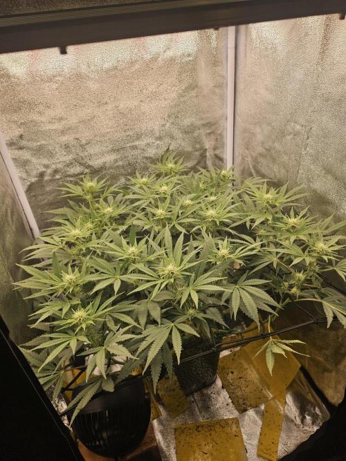 3x60w lm301h lamps + 150w meanwell dimmable driver. Week 13