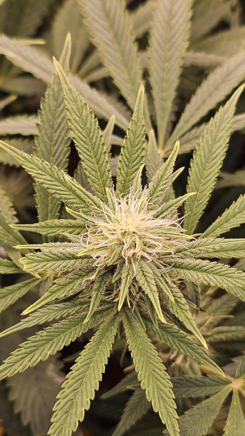 Tiny tent - SCROG & Main-Folding. Week 12 - Thursday 