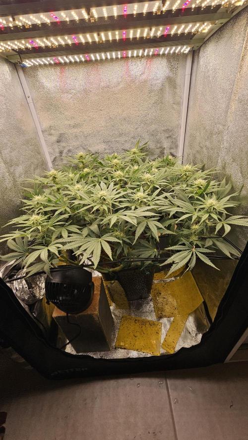 Tiny tent - SCROG & Main-Folding. Week 12 - Thursday 