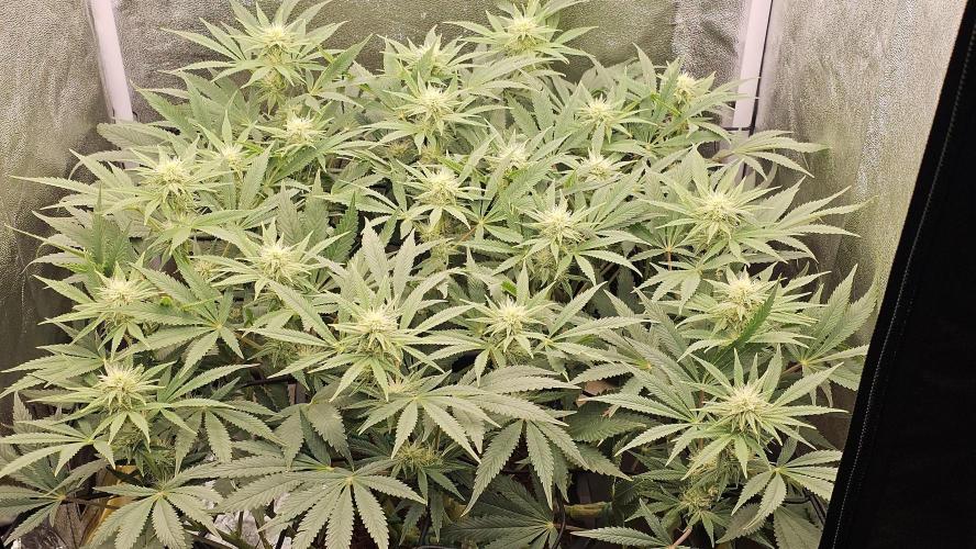 Tiny tent - SCROG & Main-Folding. Week 12 - Thursday