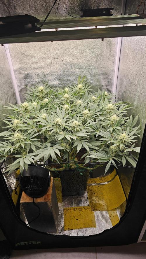 Tiny tent - SCROG & Main-Folding. Week 13 - Monday