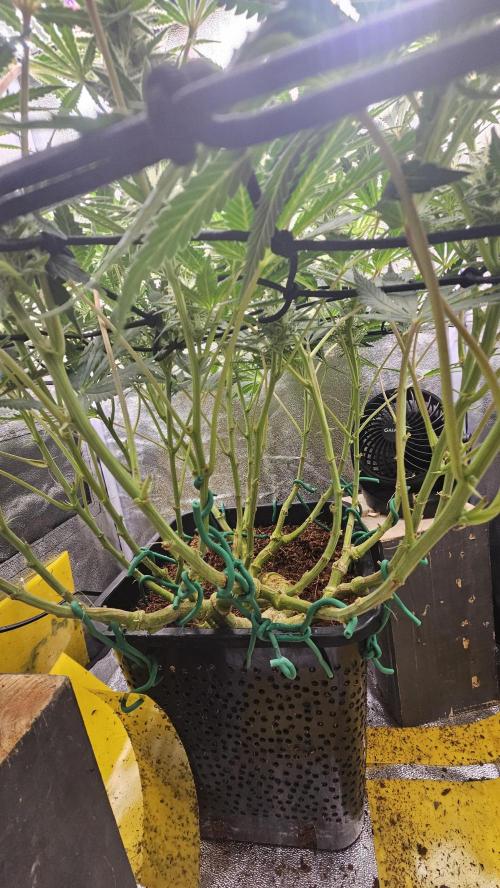 Tiny tent - SCROG & Main-Folding. Week 13 - Monday
