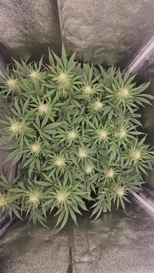 Tiny tent - SCROG & Main-Folding. Week 13 - Monday