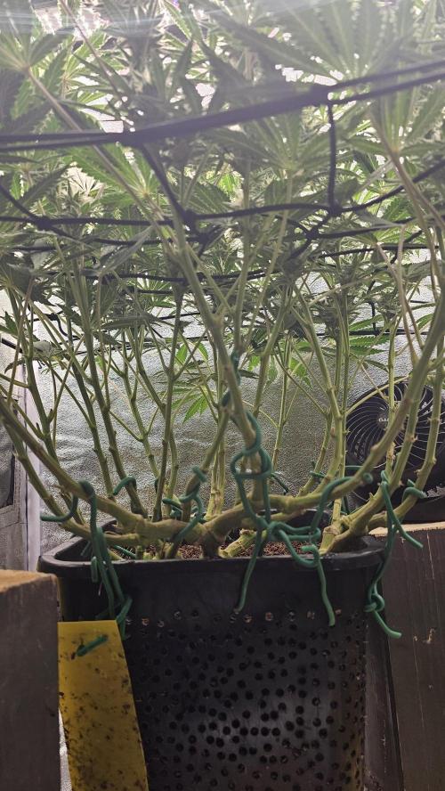 Tiny tent - SCROG & Main-Folding. Week 13 - Saturday 