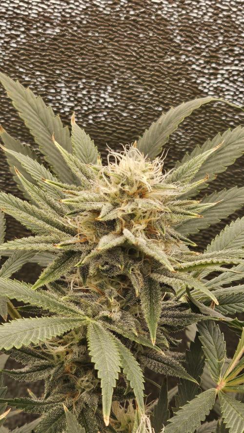 Tiny tent - SCROG & Main-Folding. Week 13 - Saturday