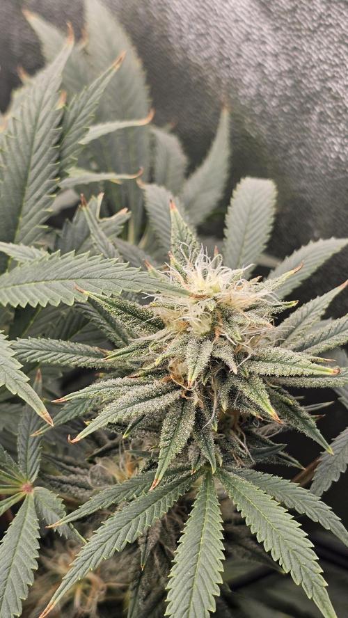 Tiny tent - SCROG & Main-Folding. Week 13 - Saturday